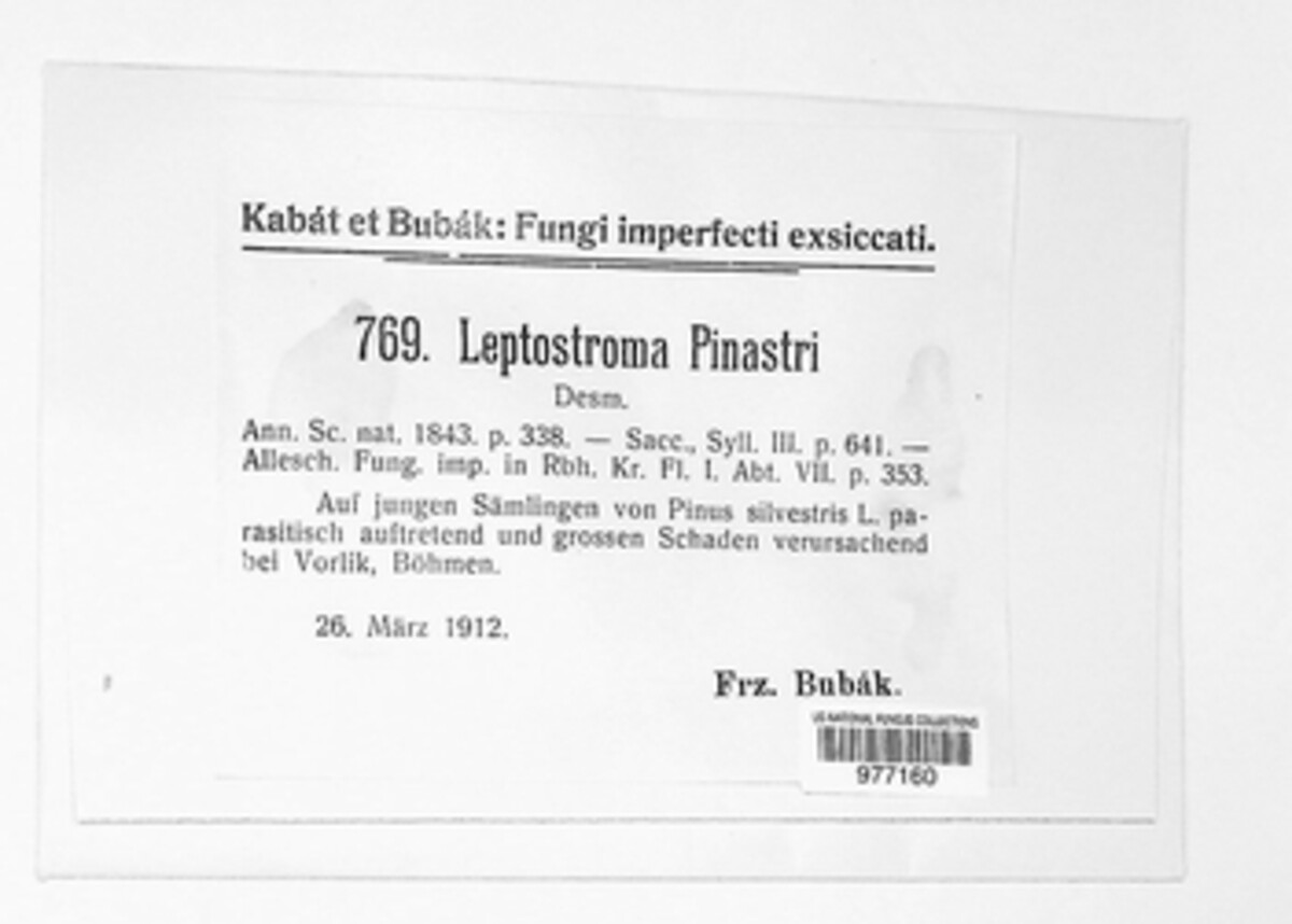 Leptothyrium pinastri image